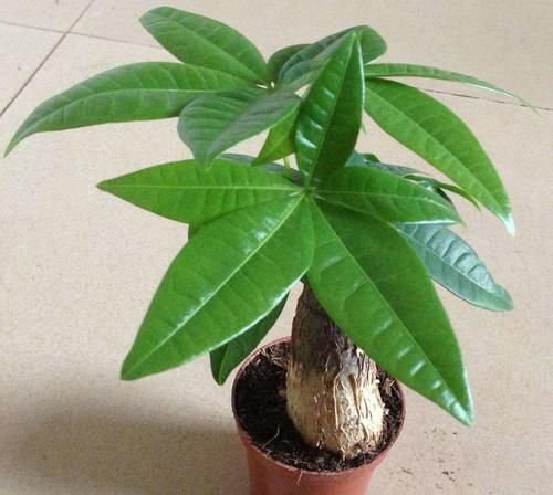 观赏性|适合新年养的花,家里养一盆,应景又生机勃勃!