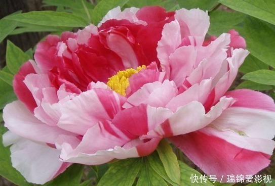 寓意|三种正能量的花,寓意极好家人兴旺,喜欢赶紧养一盆!