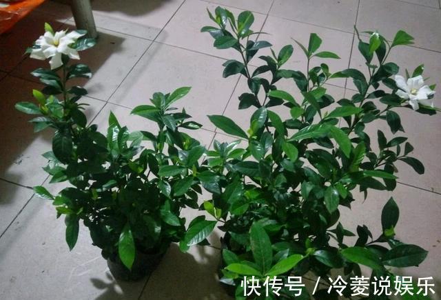 根系|新买的栀子花,黄叶掉花苞,猫腻全在花盆里,看一眼就明白