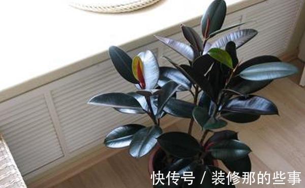 橡皮树|天越来越热,以下绿植却没有休眠,多浇水多施肥,反而生长快