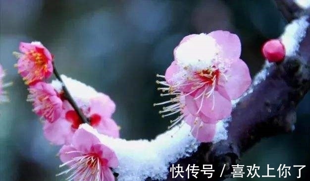 卜算子$瑞雪纷飞满树花,梅花绽蕊万点红(原创首发)