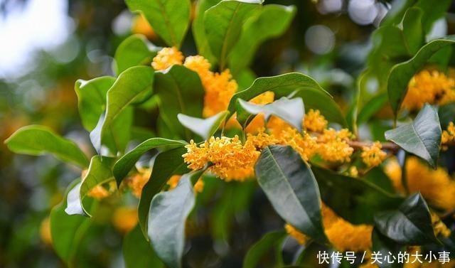 桂花掉叶子,问题出在根上,现在是最佳“挽救”时间,别错过!