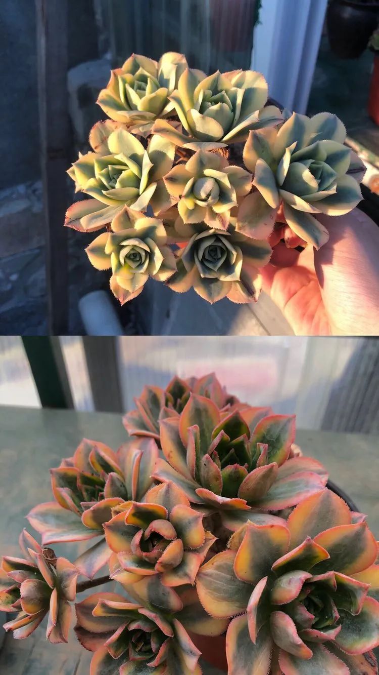 多肉小白三年励志对比养自己的花，爱自己的宇宙！