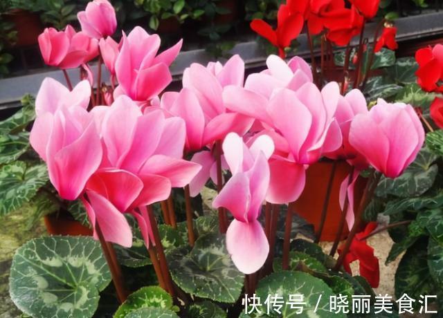 花杆|仙客来花杆“东倒西歪”，养护避免这2点，开花挺拔更漂亮