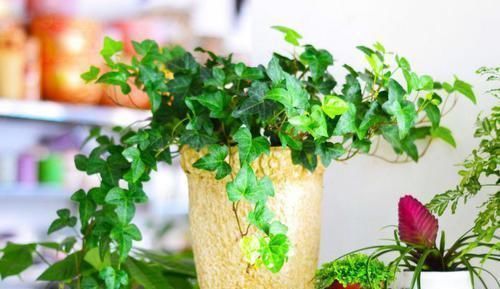 卫生间里面味?那就养几种植物,既耐阴又可以祛味!