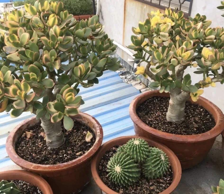 怎么安心用蛋壳养花没落实这些，盆栽植物会越来越糟