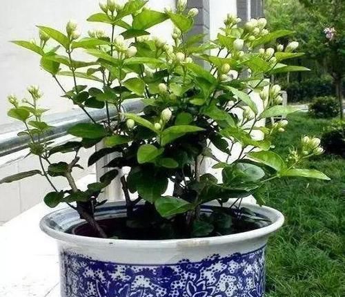盆栽茉莉叶子少、不开花怎么办?用上5个妙招,枝繁叶茂开花多