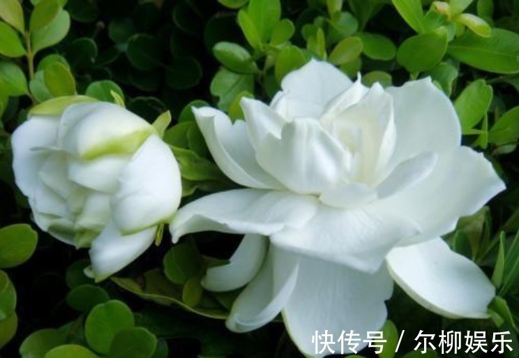 3种“垃圾”垫盆底，不黄叶烂根，1年四季叶子油绿，花开爆盆！