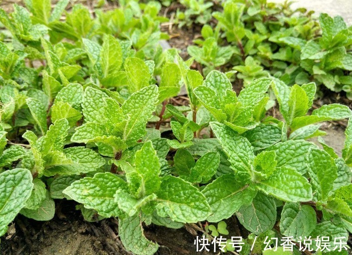 野草|立秋后，常用此叶子泡水喝，消炎杀菌，清凉润喉，老人小孩都适用