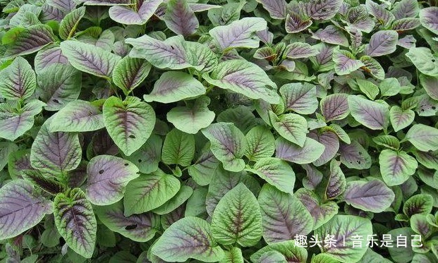 马齿苋|女人想皮肤好,学会吃4种食物,排毒消脂,有祛雀斑,增强抵抗力