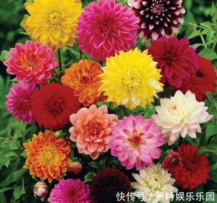 月季|正月二十八不能错过的4种招财花，开花满枝头，越养越值钱