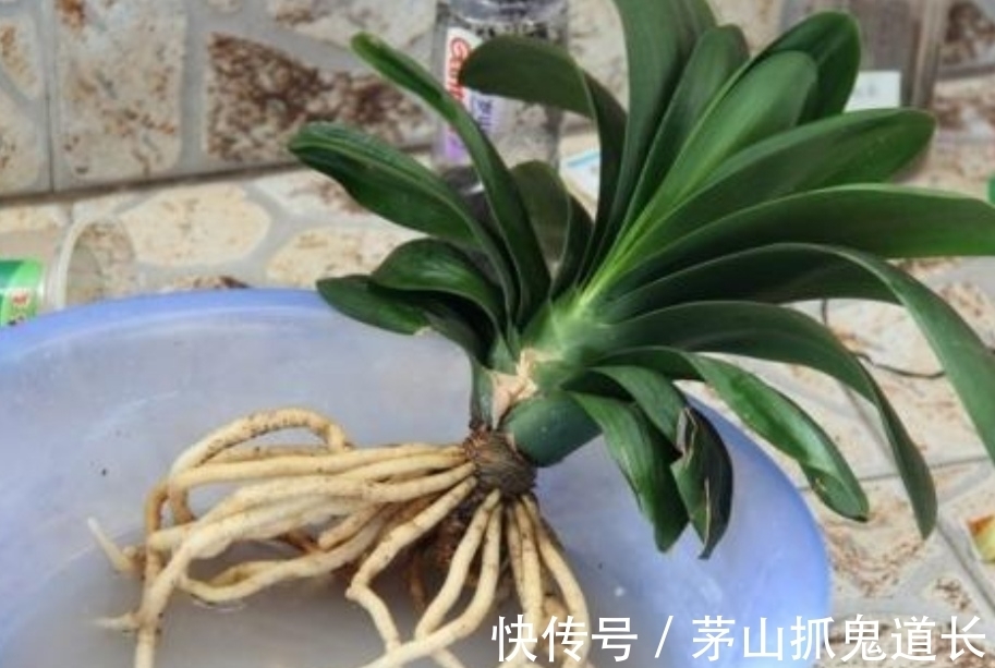 花卉换盆,让很多人忽视的“3个小细节”,处理不好,后期出问题