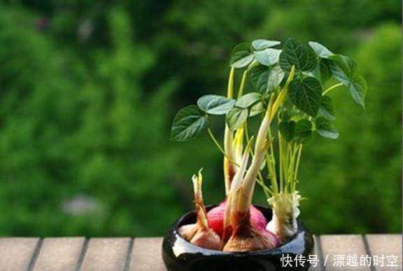 盆栽|5种蔬菜吃完可别扔，菜叶放水里可再生，几乎不用管，还可当盆栽