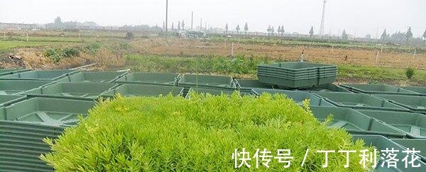 佛甲草|佛甲草能长多长!