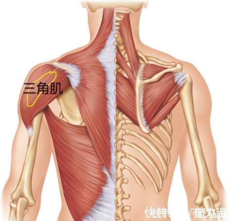锻炼|三角肌拉伸的3个动作，帮你放松肩部肌肉，让锻炼效果更突出
