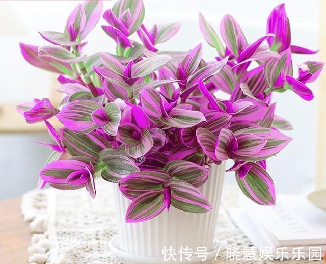 九种“养不死”的花,绿萝只能排最后一名,再养不活只能买假花了