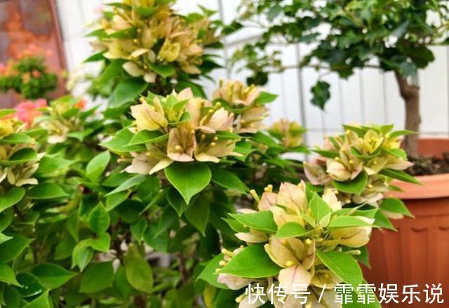 三角梅在花期，“1步”做对了，开花大又艳，轻松开爆盆