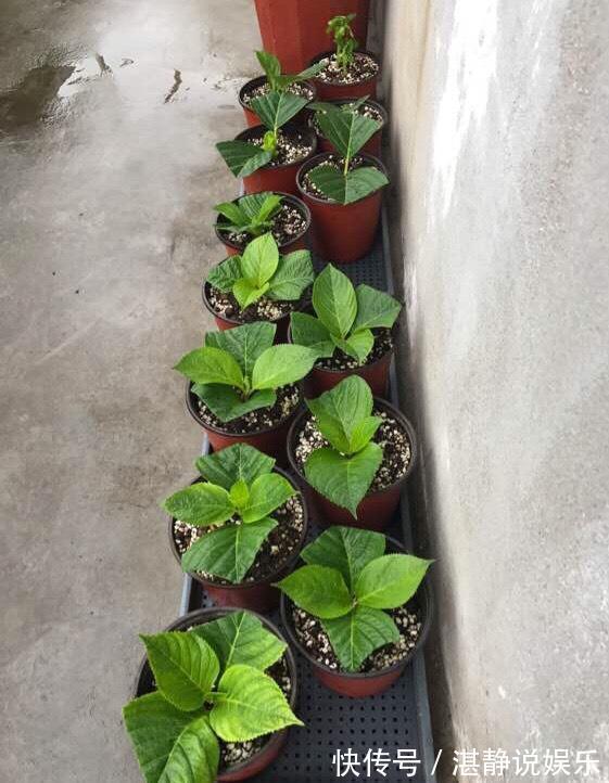 秋天|秋天就扦插“绣球花”,遇土就生根,阳台放不下,春天开成花园