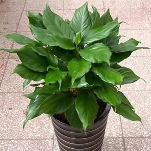 送给那些养花，却总是把花养死的人