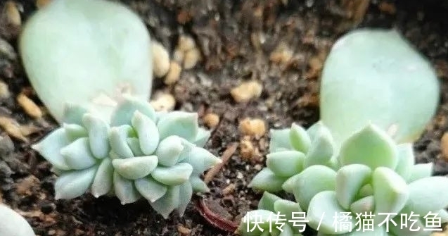 美美的大普货白牡丹虽容易相处,但使起性子来也格外刚烈