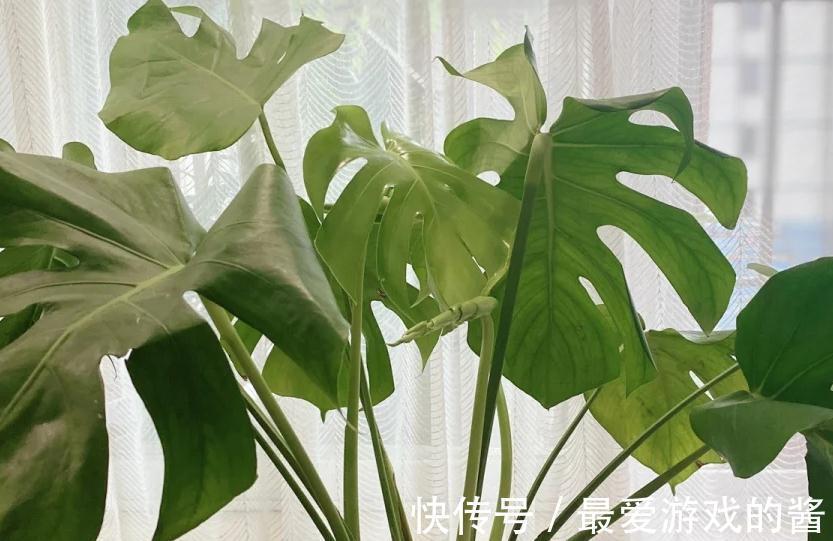 龟背竹的正确养护技巧,做到这几点,叶片油绿又茂密