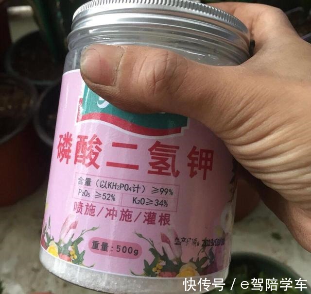 她的蟹爪兰“养成”大花球,一盆开花上百朵,秘诀有3个!