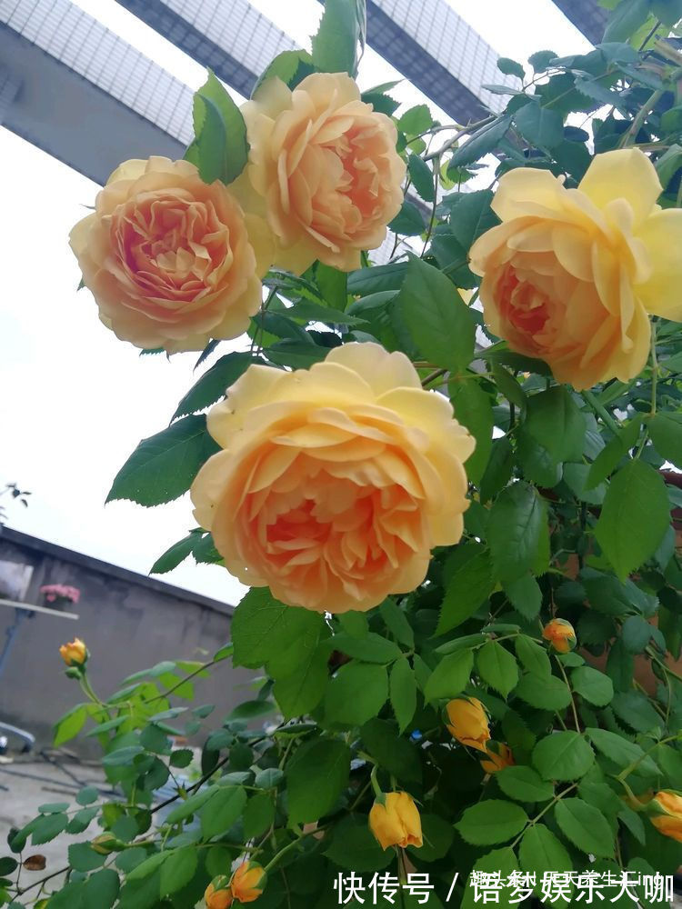 客厅养花,不如养“优良玫瑰”假日公主,花开金光四射,热情似火