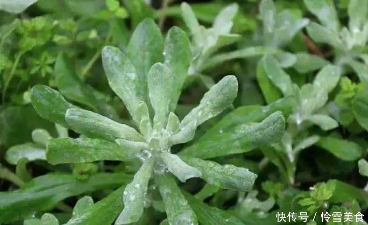 燕窝|农村小野草,竟号称“草中燕窝”,奶奶常拿来烙饼,营养丰富!