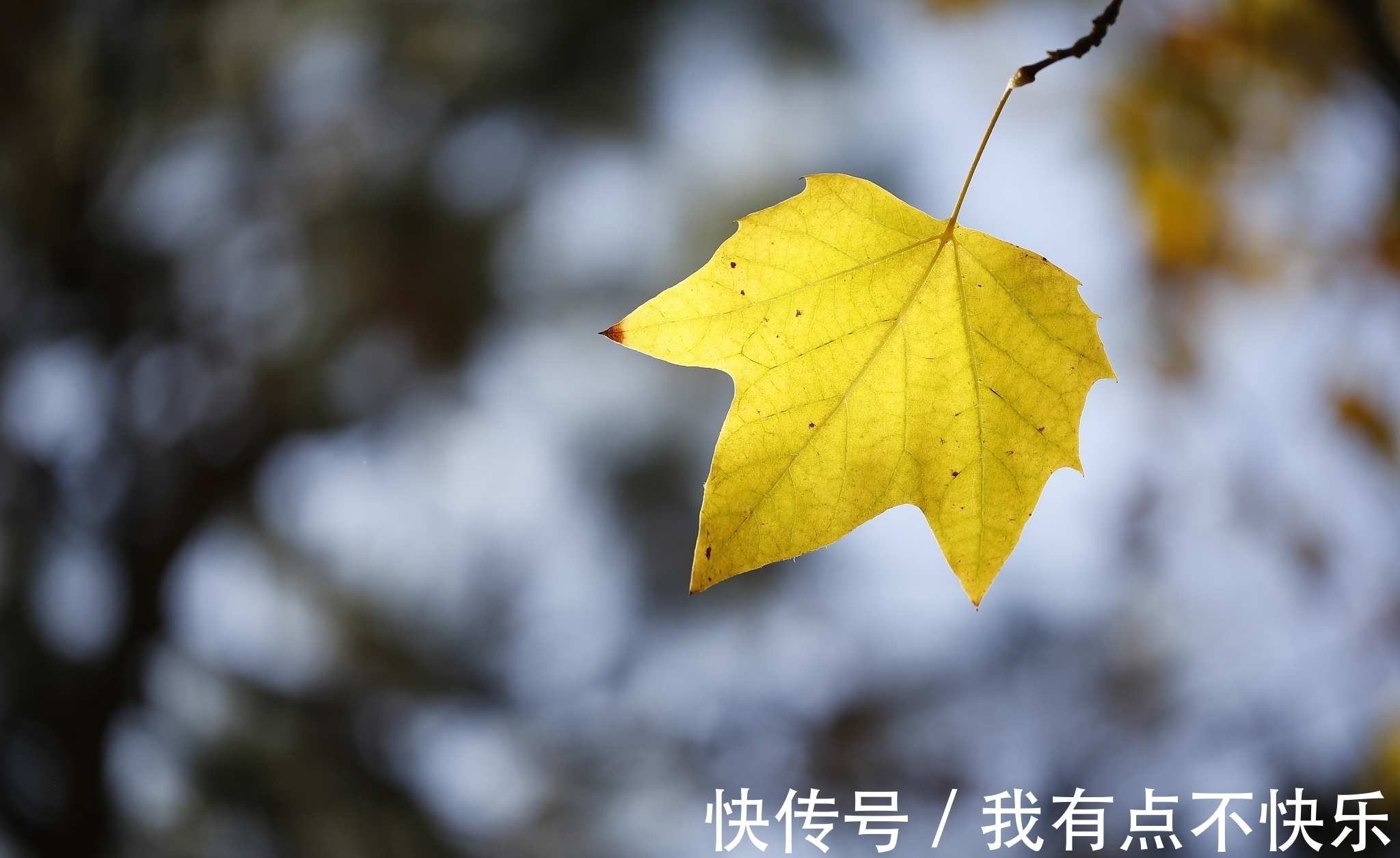 相思$秋风吹,落叶黄,谁的相思在弦上忧伤,谁的深情一望再望