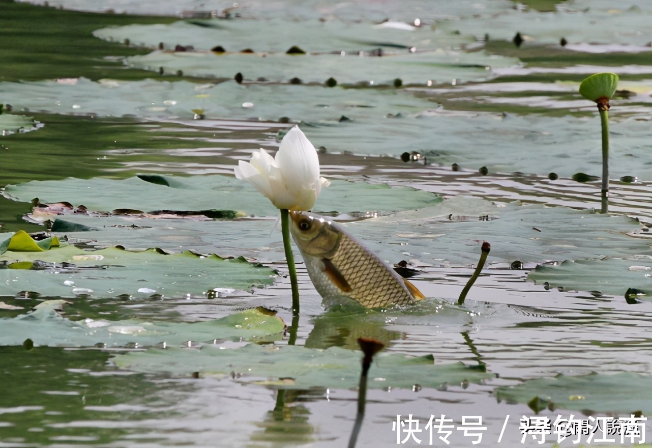 觅食|为何你在秋天钓不到鱼?别人却收获满满,原来是你忽视了天气因素