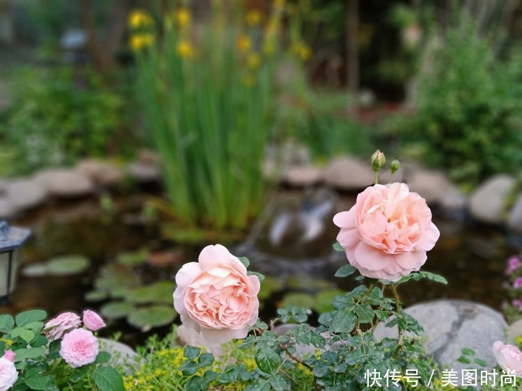 美好时光|花园改造：3年前买了栋带170㎡花园的房子，过上种花草的乡村生活