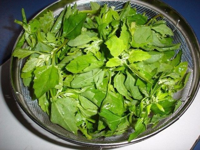 农村遍地都是的野草，能补钙还能消除口臭，在长个的小孩要多吃