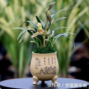 花卉|别只傻盯着养春兰蕙兰,这种款兰花也不错,香气浓郁还四季开花!