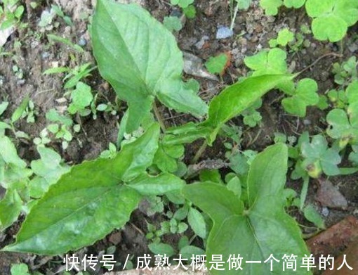 香附|农村地里到处都是的野草，人称“犁头草”，药用价值高，值得重视