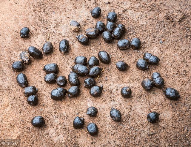卵磷脂|一种水是“天然清道夫”，肠道堵，喝了就排空垃圾，便秘不再来