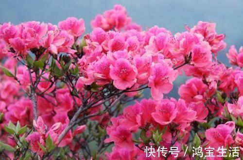 玫瑰花|2种花,再漂亮也别养,太难养了,养花大神都难养活!