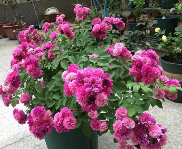 家养这5款花卉,花大色艳胜牡丹,开花一茬又一茬,轻松打造小花