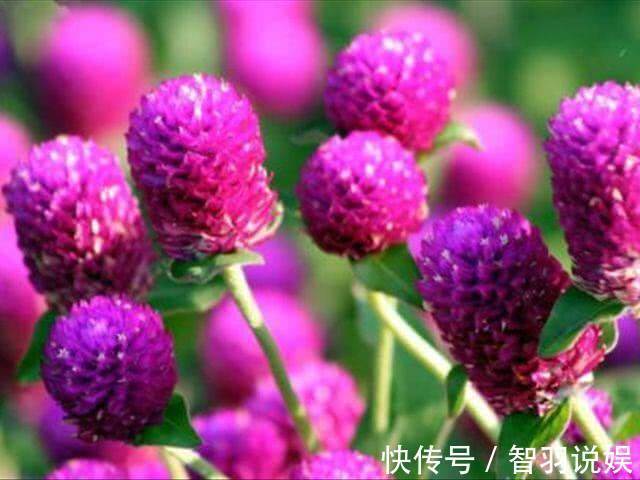 鱼骨令箭|家养一盆“千日红”,花朵娇艳,耐旱又耐热,花期长,开100天