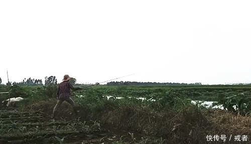 嫩草钓鱼,不用花钱买饵料就钓获一条草鱼,经济实用