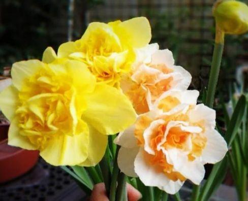 花期超长的几种花卉,开花美长势旺,黄绿交辉