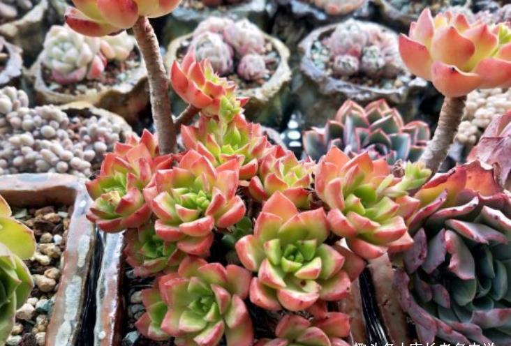 多肉|多肉蒂亚徒长夏天也能砍头，但要注意这四个细节才能成功爆侧芽