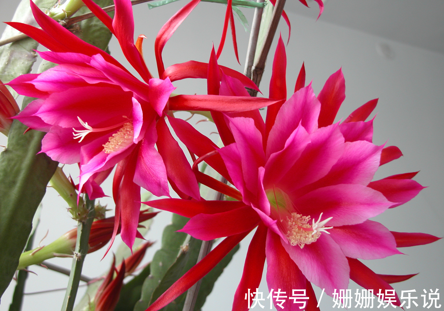 花卉|喜欢在家养护花卉,就选3种花卉,花色艳丽,花期长,开花量繁多