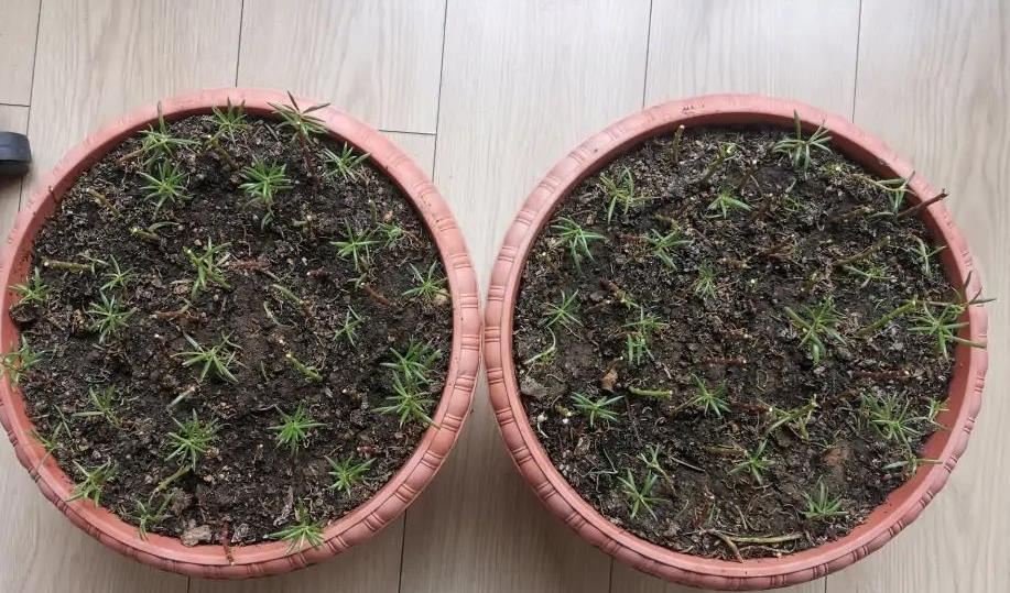 叶子|九种养不死的花,绿萝只能排最后一名,再养不活只能买假花了