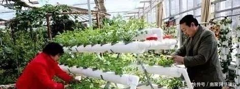 开槽|阳台别再晒衣服了,用一根水管,就能种出全家人吃的菜!