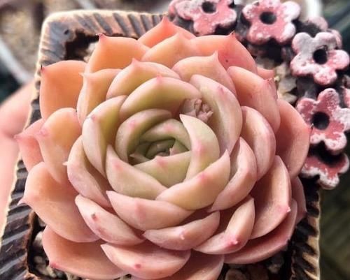 根系|养多肉,满足4个条件,上色快长满盆,人人见了都夸美