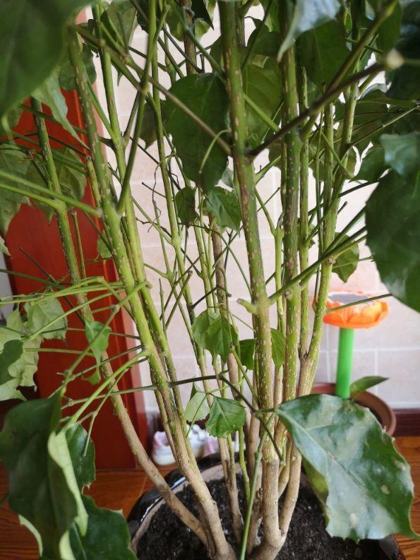 浇水|叶子发黄还脱落注意好这几点,叶子常年绿油油!