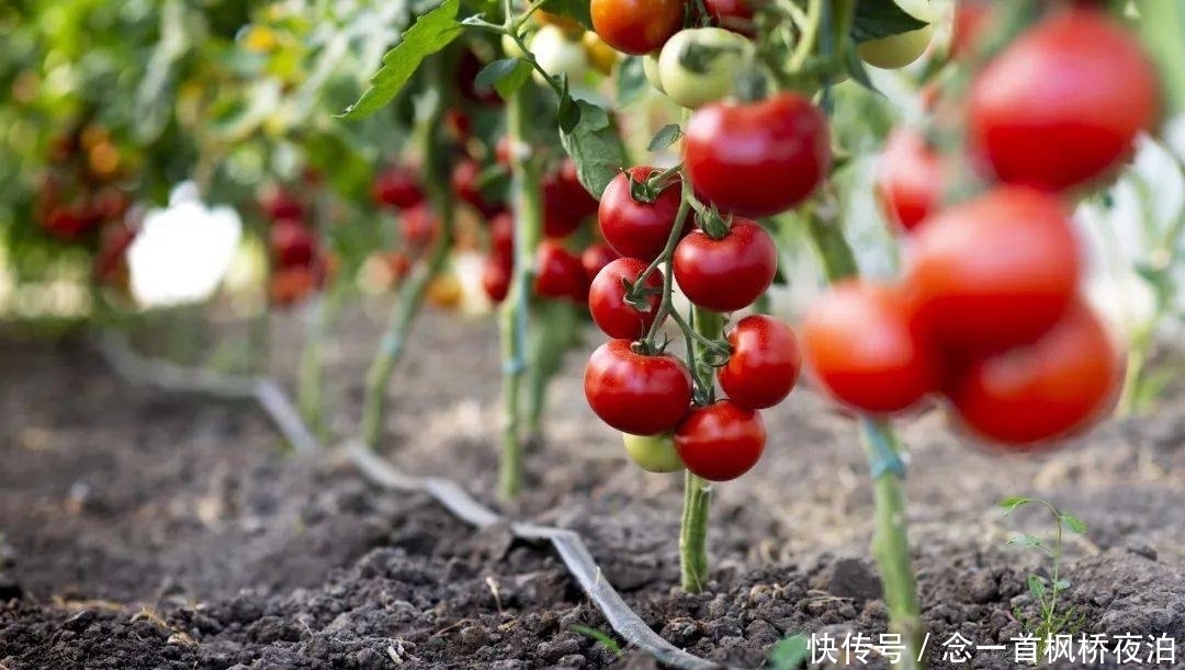 想有个菜园,余生低头种菜,抬头看花...