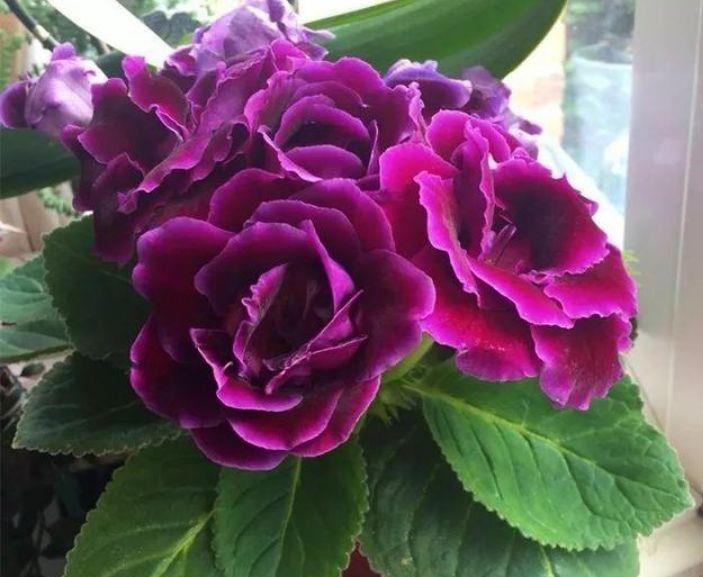 能手|4种花是开花能手,花香四溢,好养易活,对待新手很友好