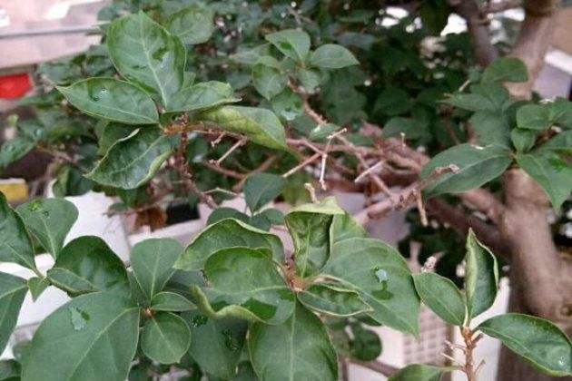 三角梅叶子“卷曲”、不开花学会这几招，叶子嗖嗖冒，花朵爆盆