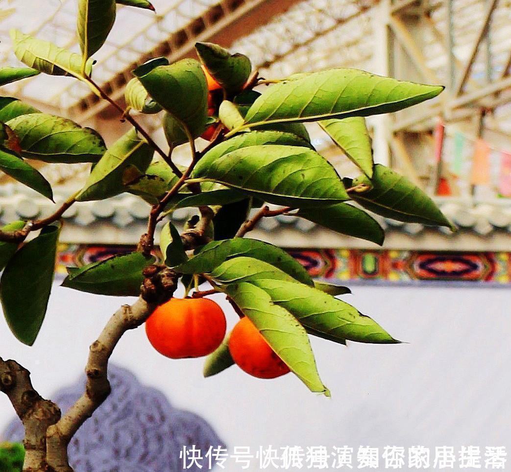 果树|3种“养人树”,漂亮有香味,能吃能观赏,建议至少养一种